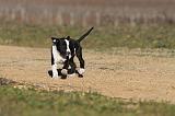 AMSTAFF  PUPPIES 080